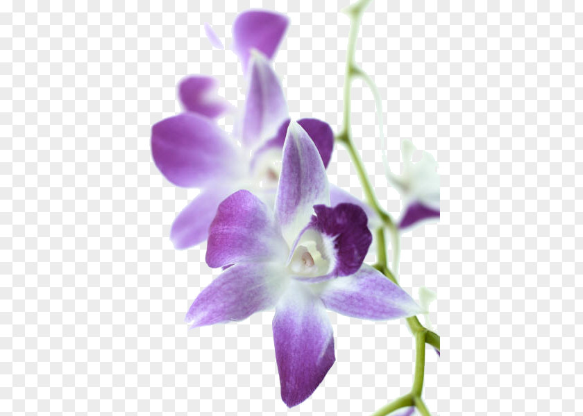Purple Orchid Wedding Invitation Orchids Flower Tulip Plant PNG