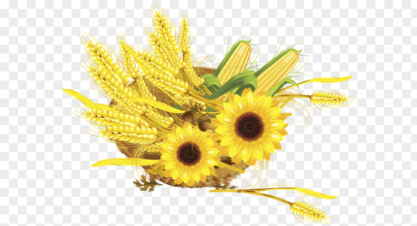 Wheat Common Sunflower Maize Harvest Clip Art PNG
