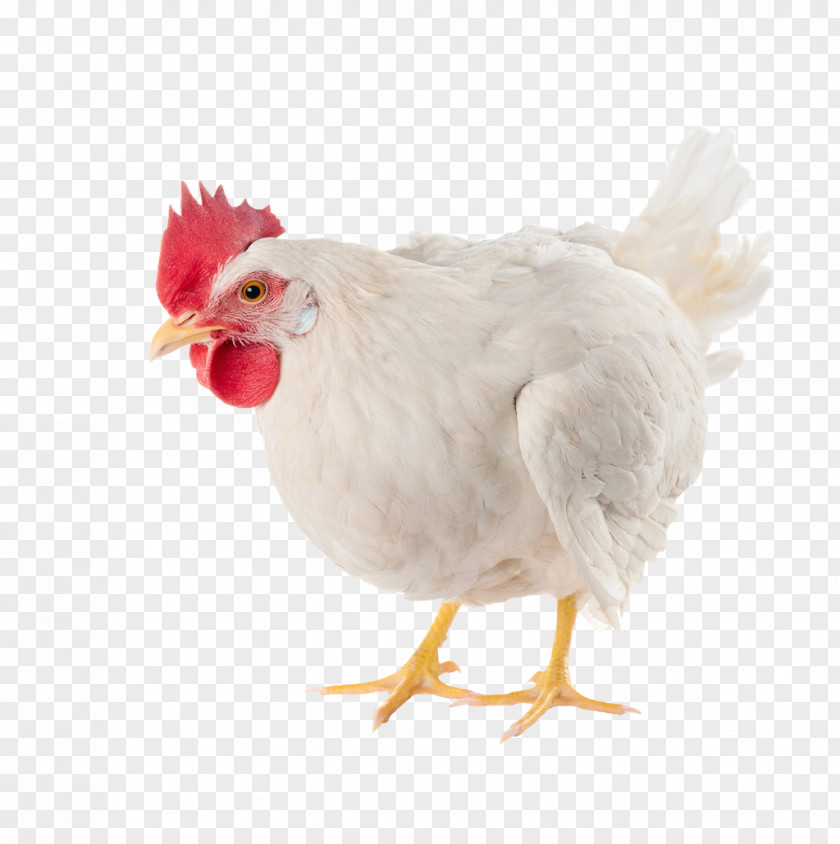 Broiler Chicken As Food Poultry Farming Egg PNG