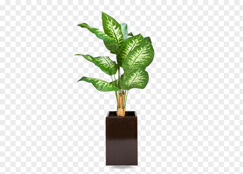 Flooring Houseplant Tree Flowerpot Dumb Canes PNG