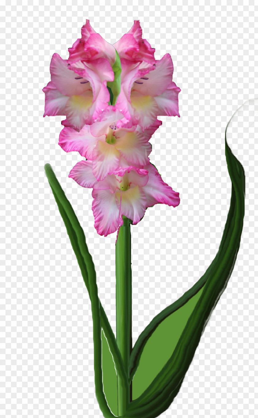 Gladiolus Flowering Plant Cut Flowers Stem PNG