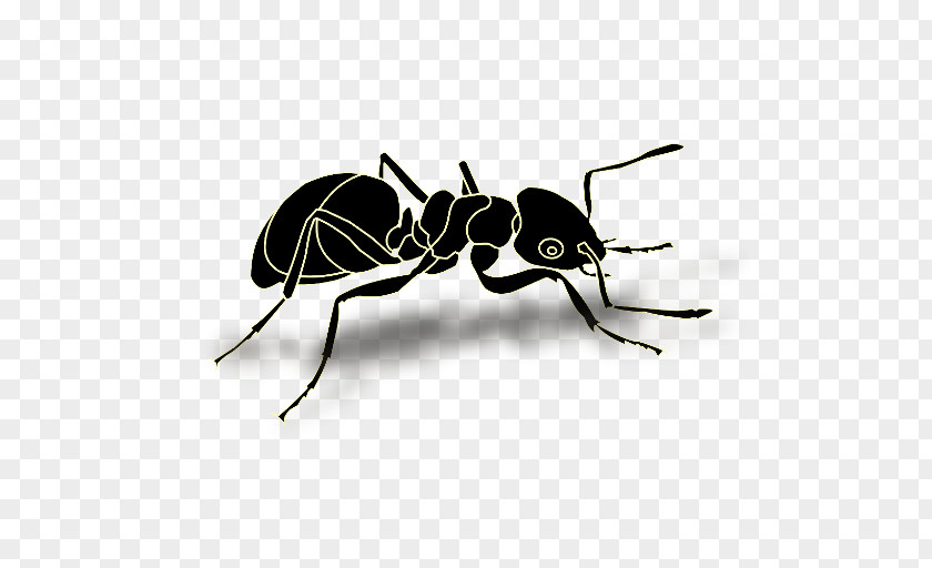 Insect Black Garden Ant Clip Art PNG