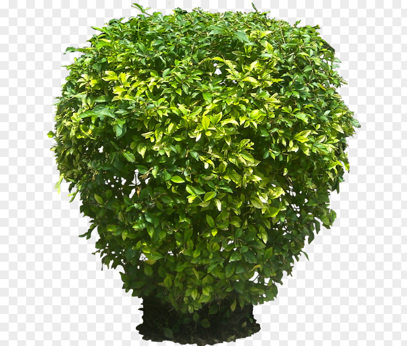 Plants Golden Dewdrop Shrub Plant Tree PNG