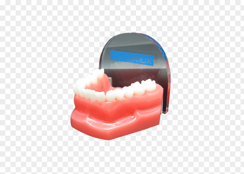 Teeth Model Paperweight Brand Fashion Logo PNG