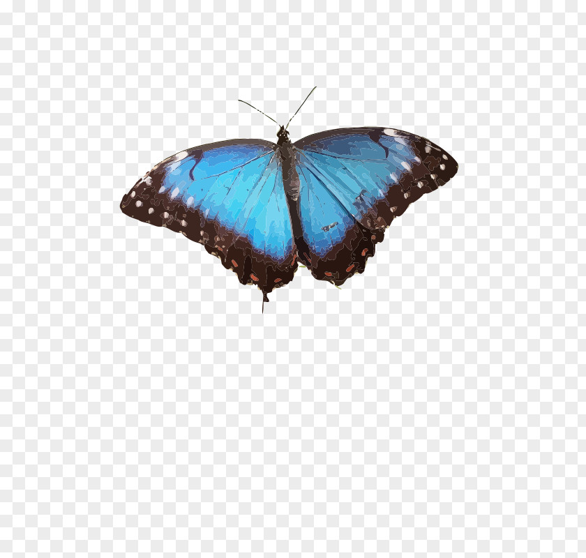 Butterfly Brush-footed Butterflies Common Blue Morpho Insect PNG