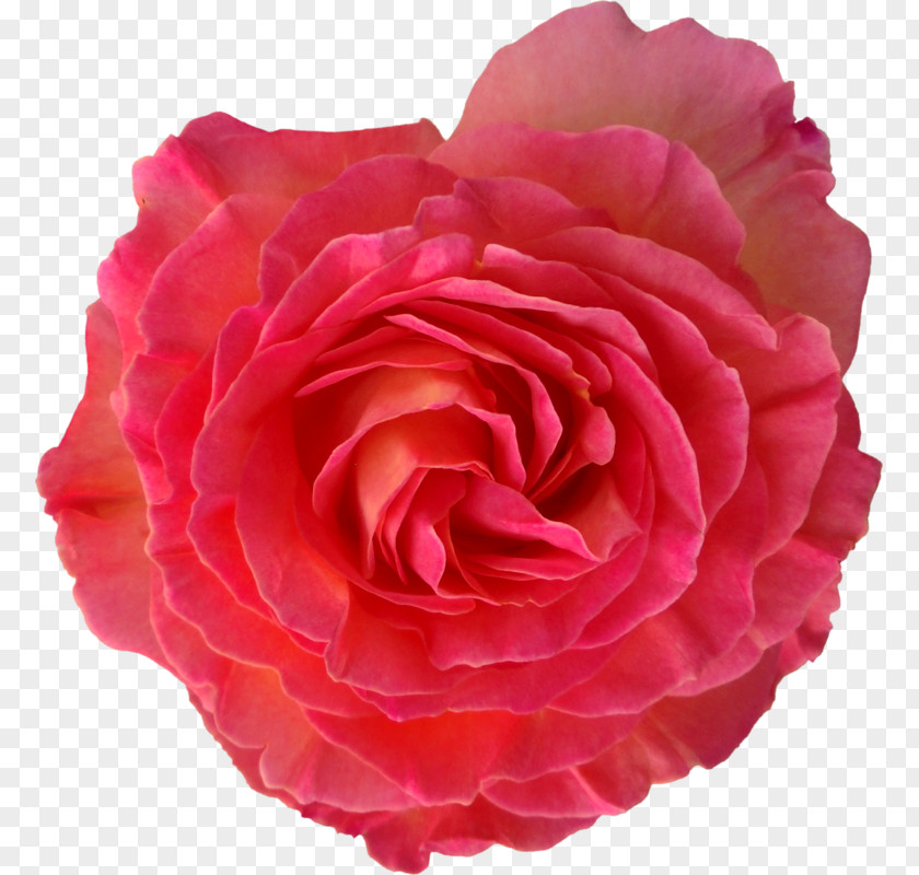 Flower Garden Roses Cabbage Rose Floribunda Japanese Camellia PNG