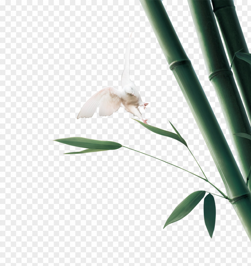 Green Bamboo Bird Bamboe PNG