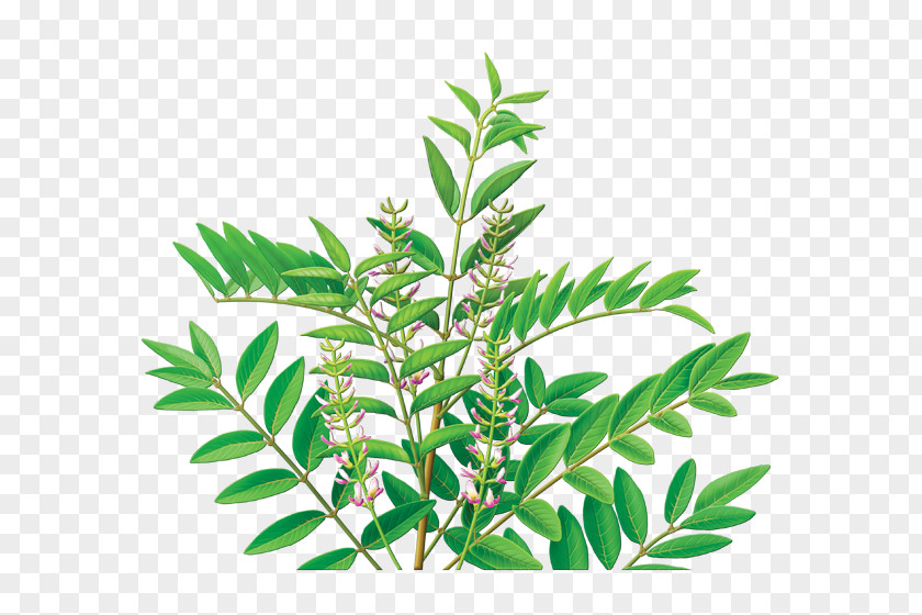 Herbal Tea Organic Food Liquorice Extract Herb PNG