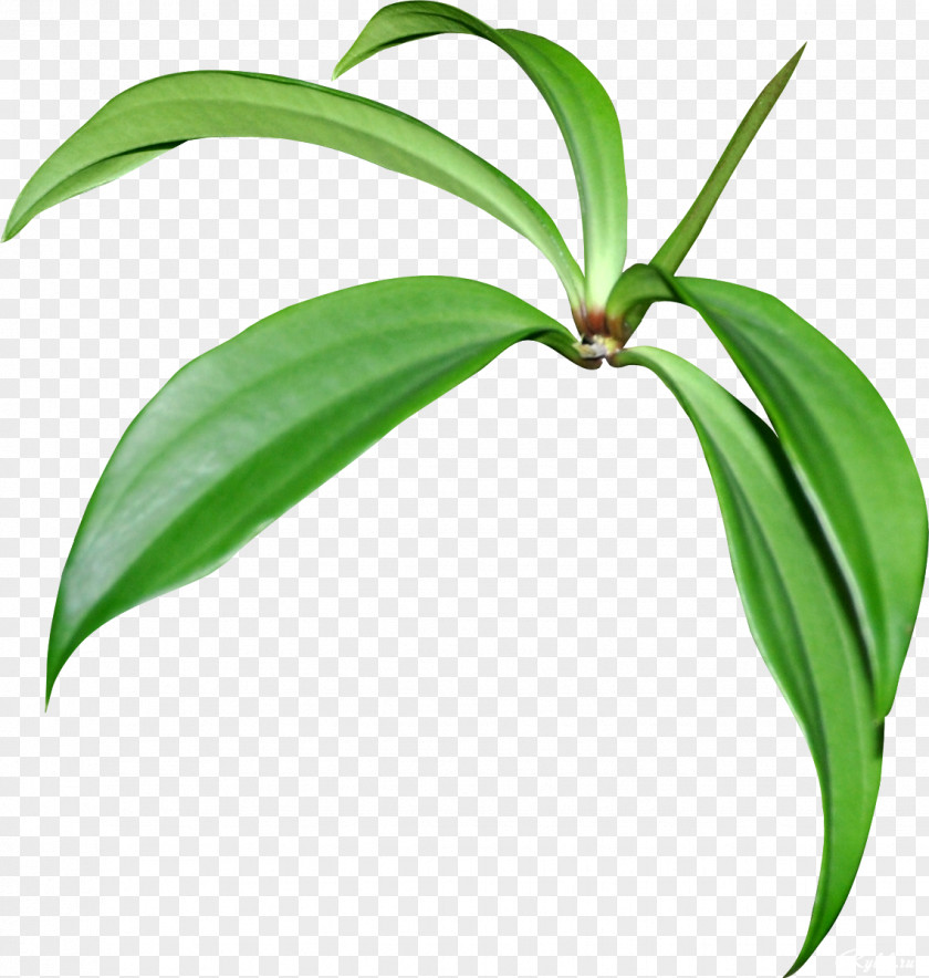 Leaf Houseplant Tree Flower PNG