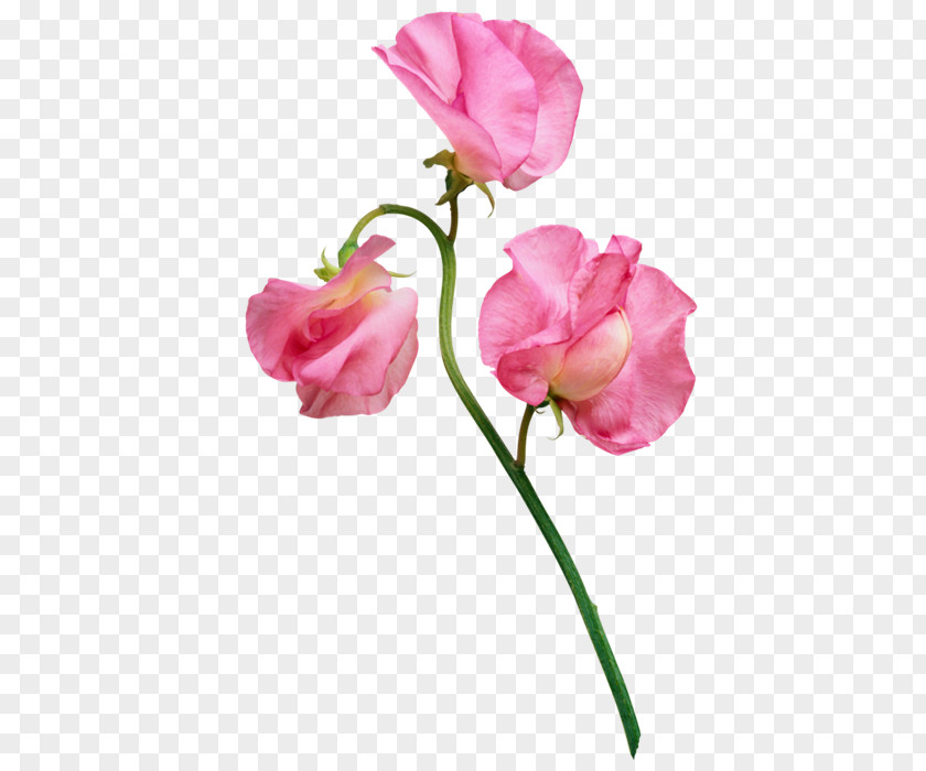Pink Flowers Flower Software Photography PNG