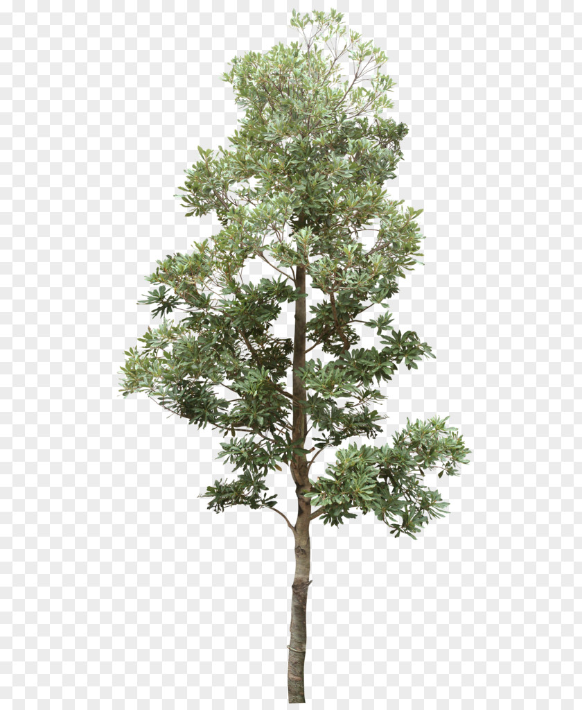Tree Treelet Shrub Dendrology Garden PNG