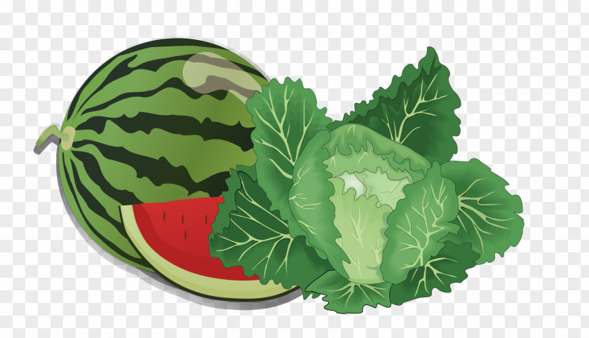 Vector Watermelon And Cabbage Fruit Vegetable Clip Art PNG