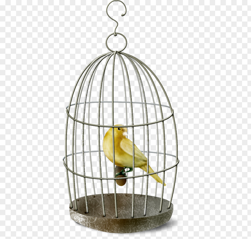 Bird Birdcage Domestic Canary PNG