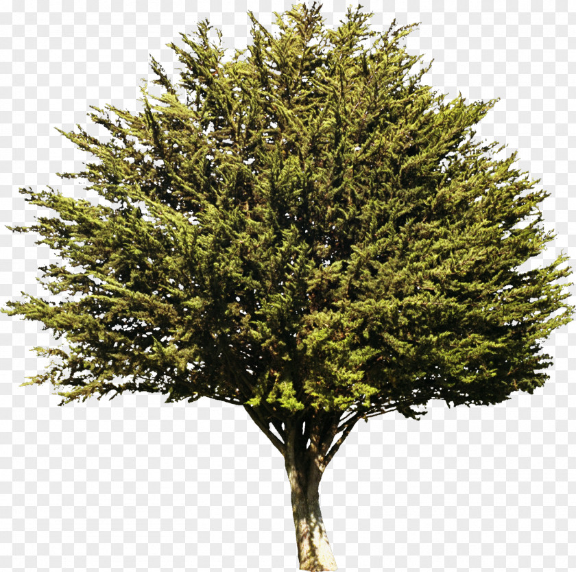 Bush Tree Evergreen Plant Information Drawing PNG