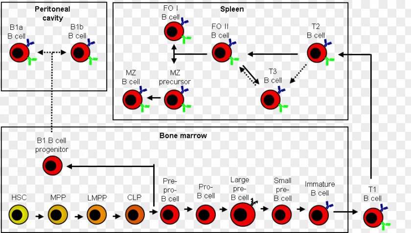 Chickens B Cell Lymphocyte T Immune System PNG