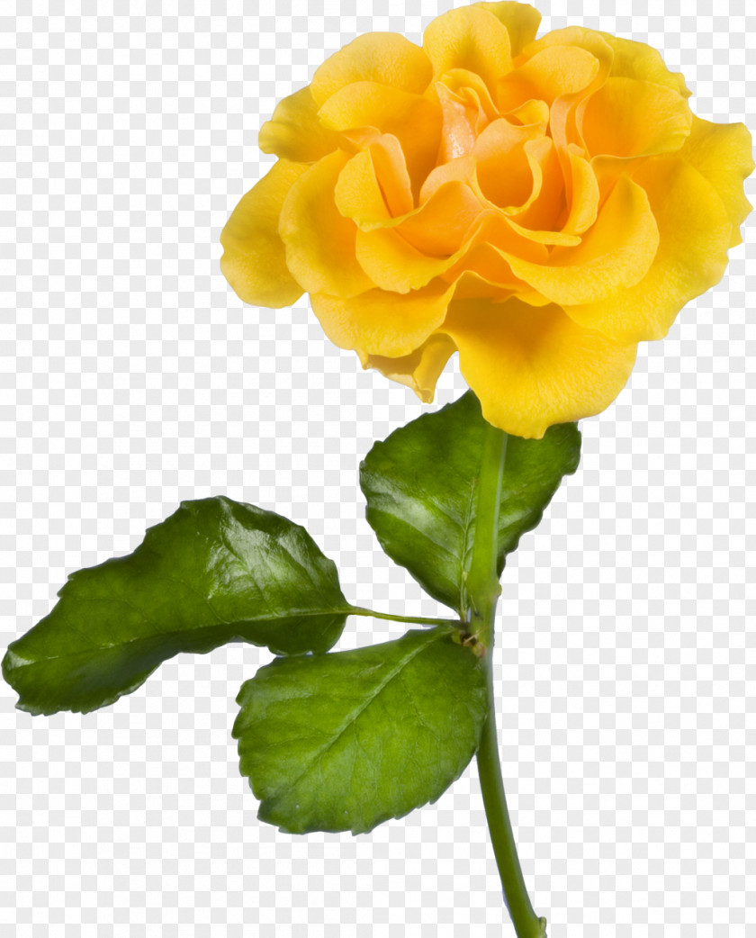 Hydrangea Laptop Desktop Wallpaper Yellow Flower Rose PNG