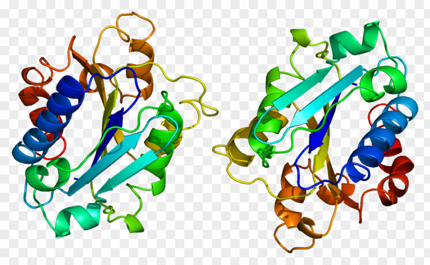 Macrophage-1 Antigen Integrin Alpha M Receptor Beta 2 PNG