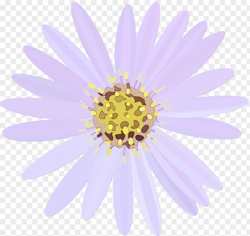Pollen Asterales Watercolor Pink Flowers PNG