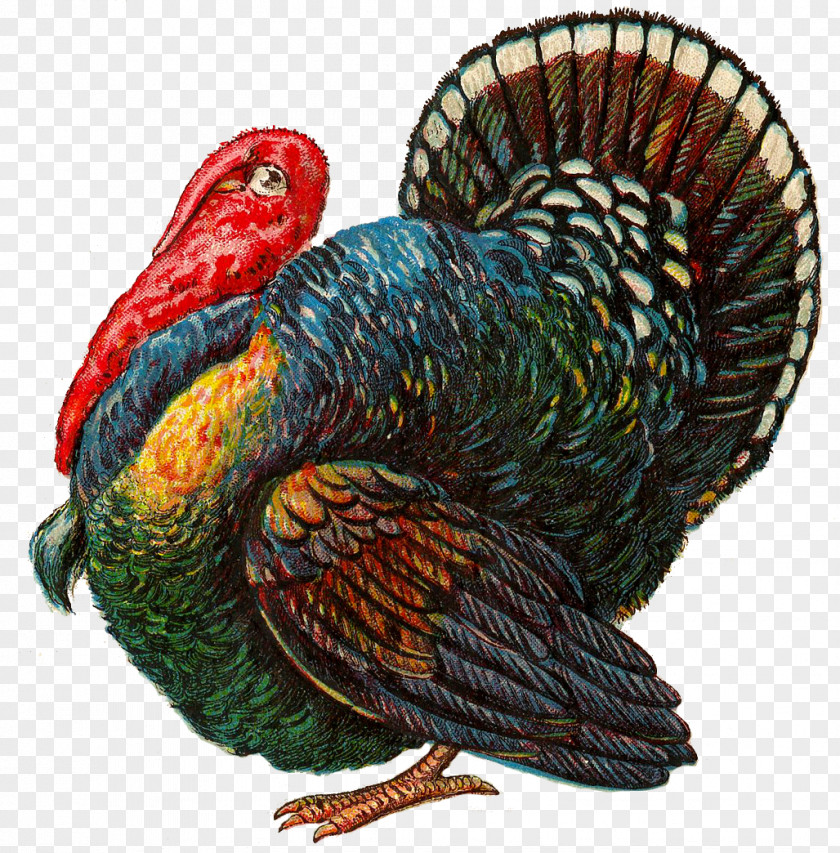 Turkey Bird Thanksgiving Meat Vintage Clothing Clip Art PNG