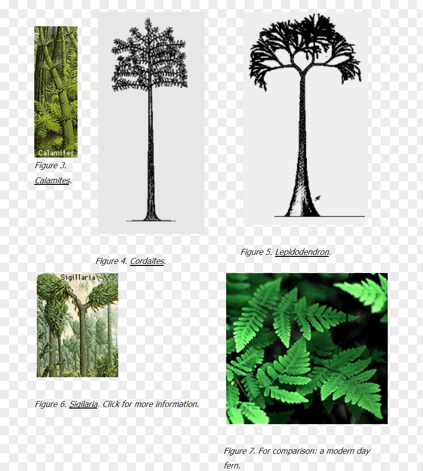 Coal Pine Family Carboniferous Flora Tree PNG