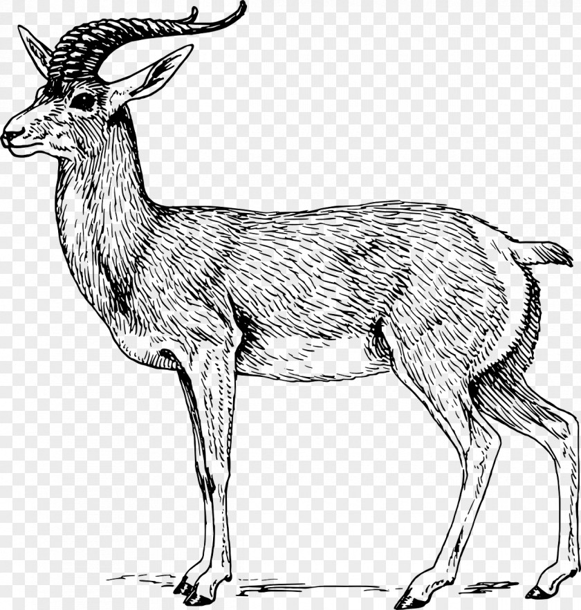 Gazelle Antelope Clip Art PNG