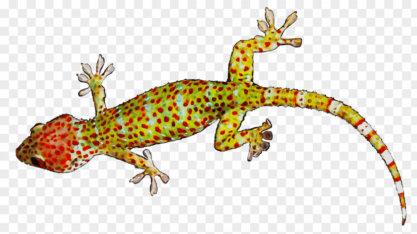 Gecko Lizard Amphibians Fauna Terrestrial Animal PNG
