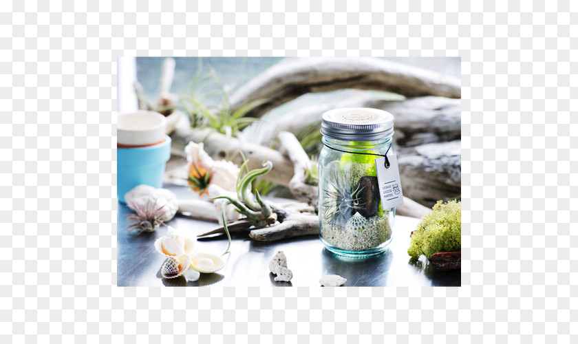 Glass Mason Jar Terrarium Tillandsia PNG