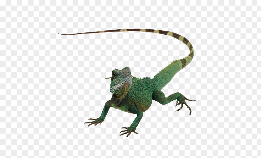 Lizard Animal Reptile Chameleons Komodo Dragon PNG