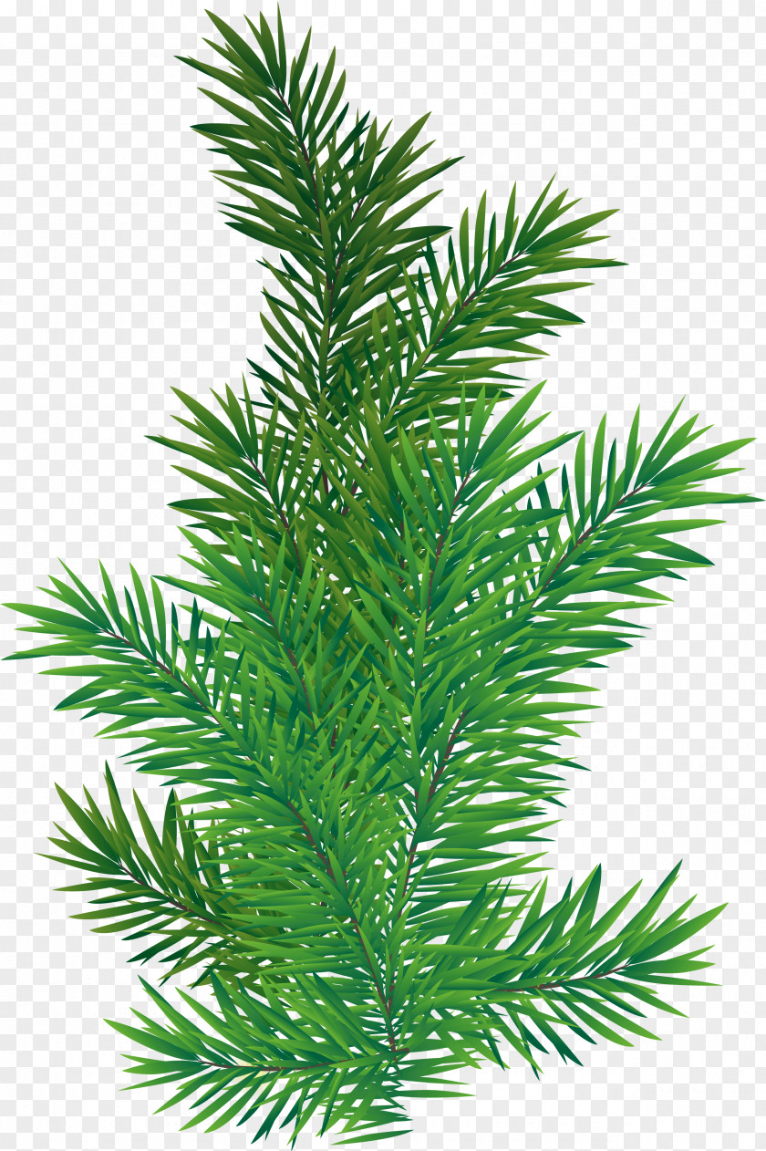 Two Needle Pinyon Pine Western Yew Christmas Black And White PNG
