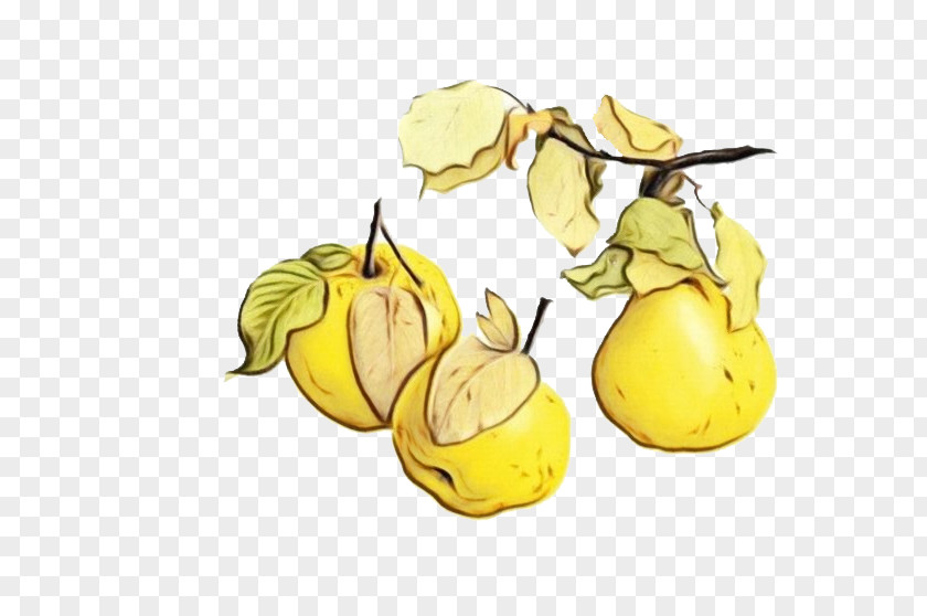 Quince Food Pear Yellow Plant Tree PNG