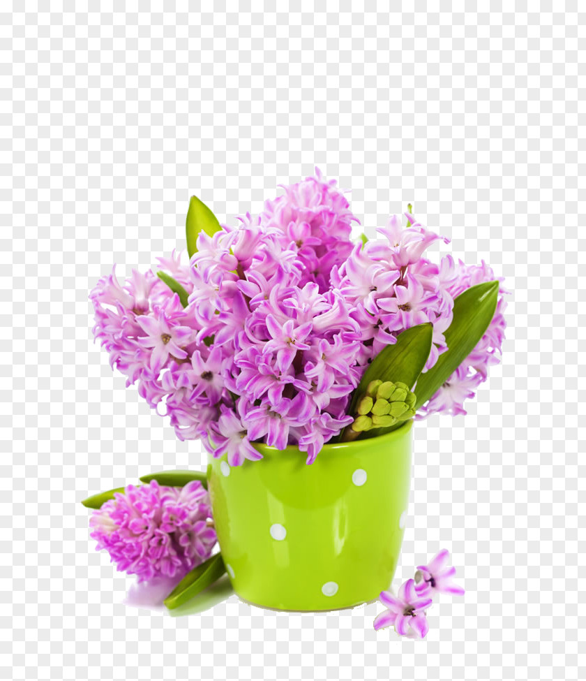 Beautiful Purple Hyacinth Tulip Flower Lilac Wallpaper PNG