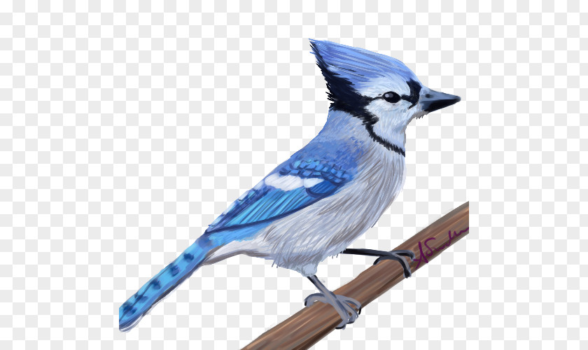 Feather Blue Jay Cobalt Beak PNG