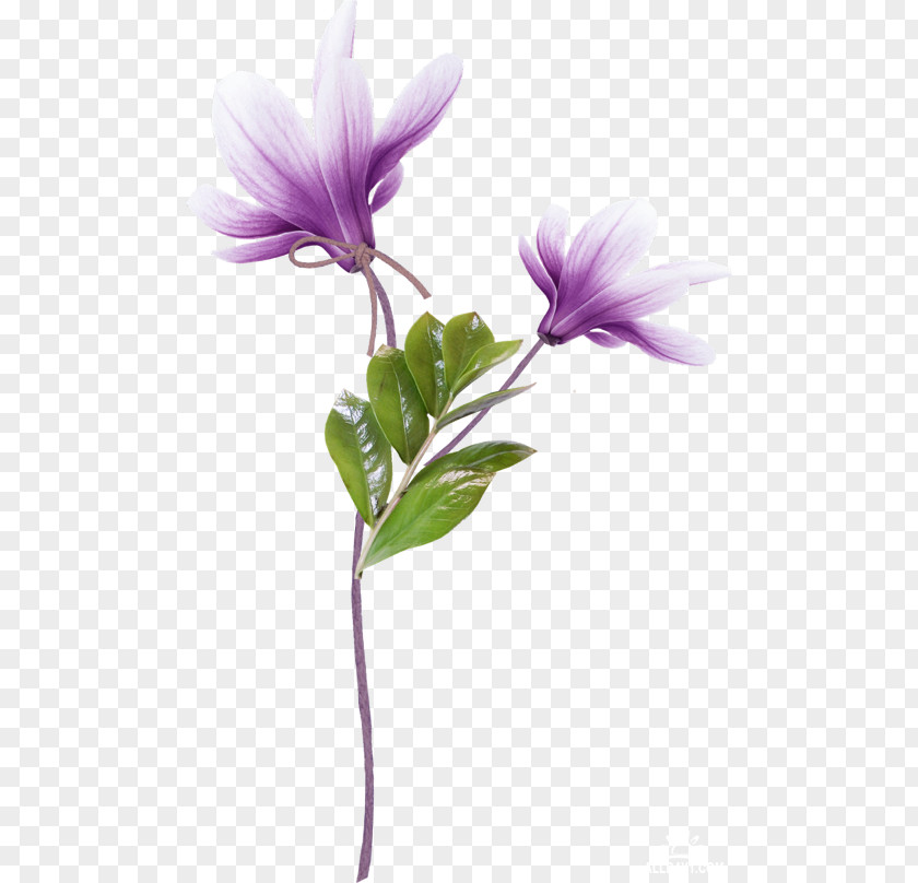 Flower Azalea Petal PNG