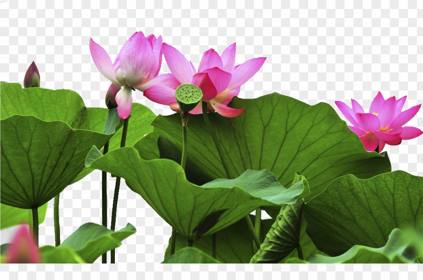 Lotus Changchun Yushu, Jilin Nelumbo Nucifera Falun Gong Dharmachakra PNG