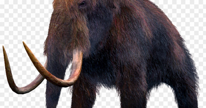 Mammoth Mammuthus Meridionalis Woolly Extinction Columbian Mammal PNG