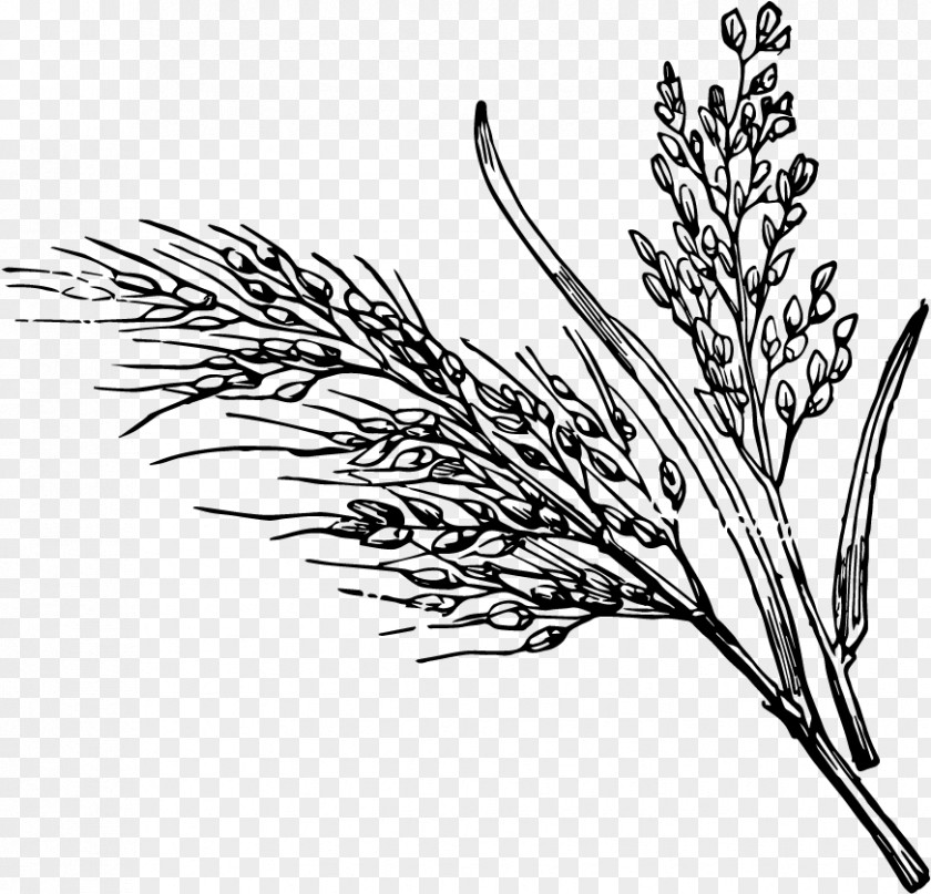 Phragmites Branch Plant Elymus Repens Grass Family Twig PNG