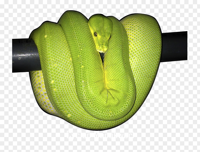 Snake Green Tree Python Ball Reptile PNG