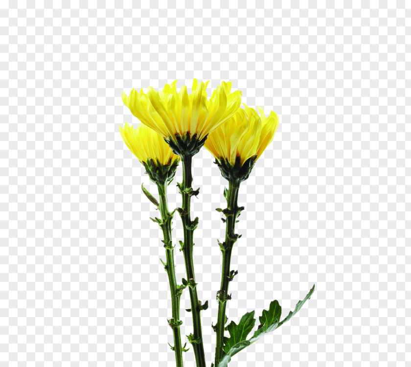 Acidity Border Crown Daisy Image JPEG Download PNG