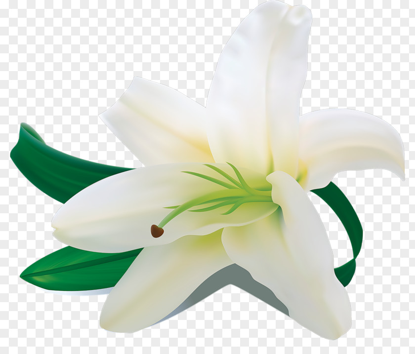 Flower Words From The Heart White Madonna Lily PNG