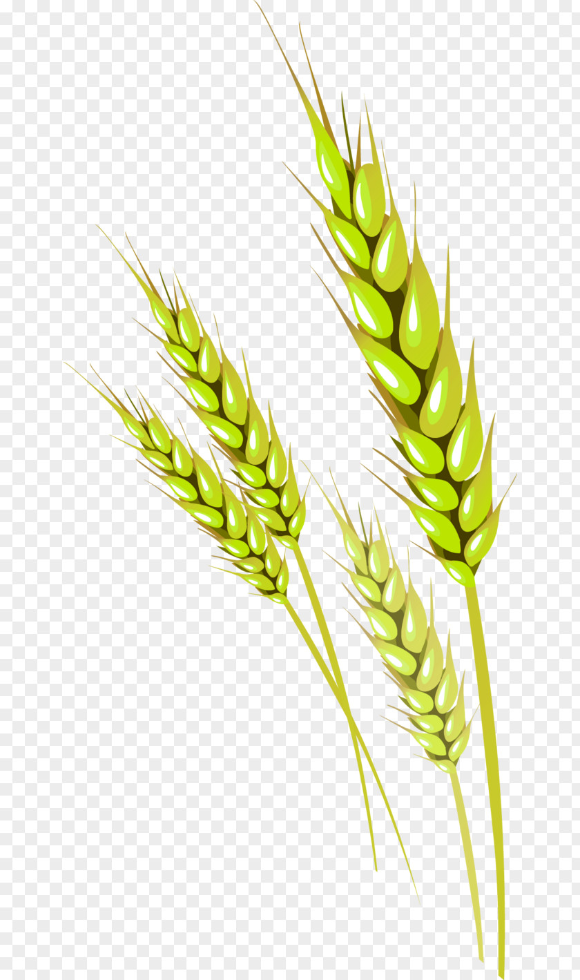 Golden Wheat Vecteur PNG