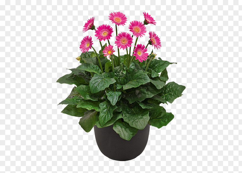 Rose Transvaal Daisy Garden Geranium Houseplant PNG