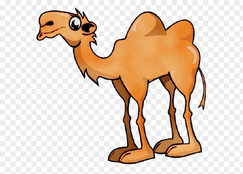 Bactrian Camel Cartoon Drawing Humour Silhouette PNG