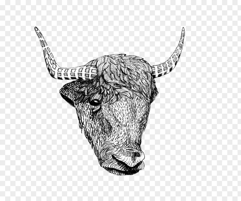 Bull Texas Longhorn English Ox PNG