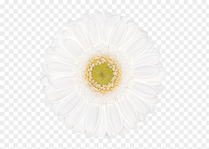 Chrysanthemum Transvaal Daisy Cut Flowers Petal PNG