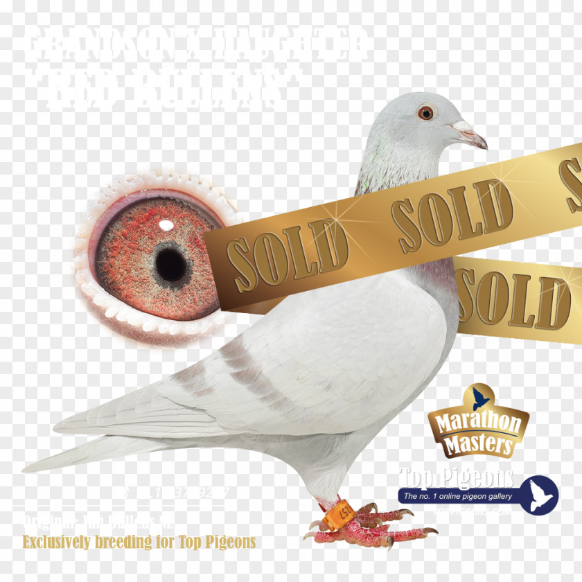 Fixed Price Columbidae Pigeon Forge Attractions Collage Feather PNG