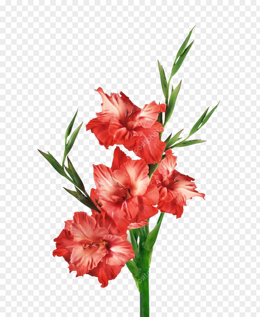 Gladiolus Stock Photography Red Clip Art PNG
