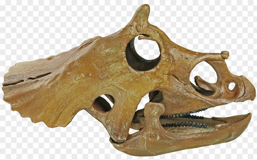 Skull Hell Creek Formation Triceratops Prorsus Dinosaur Skeleton PNG