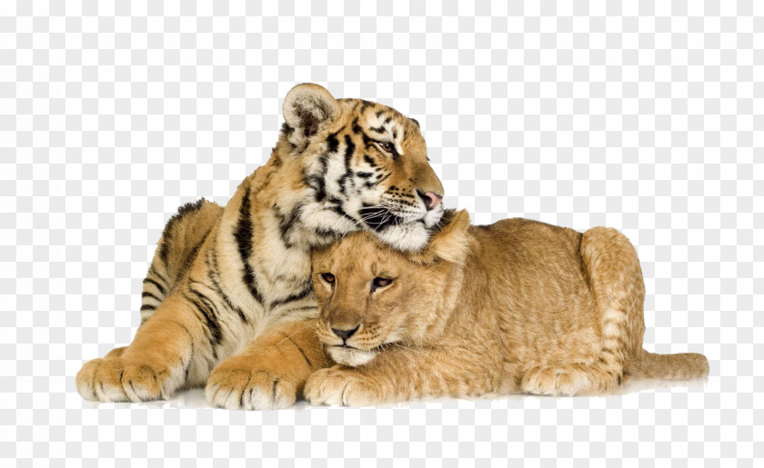 The Two Tigers Lying Lion Cubs & Tiger Cat PNG