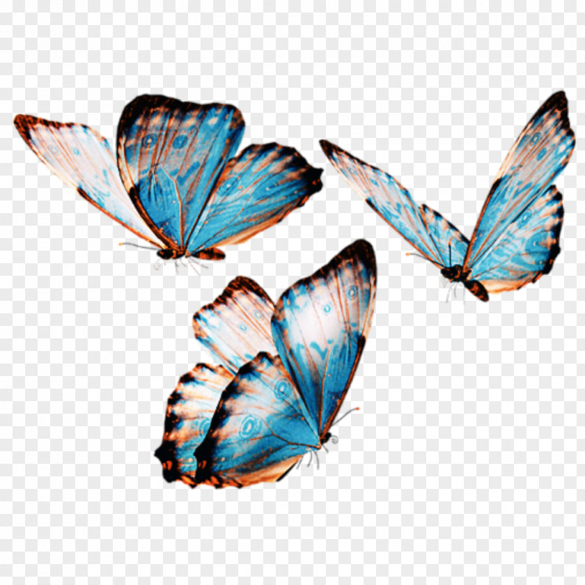 Wing Pieridae Butterfly Cartoon PNG