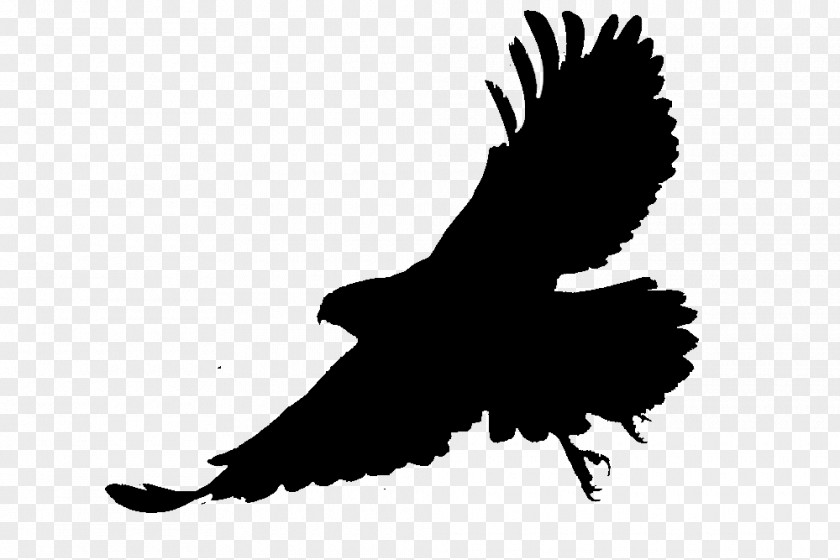 Bald Eagle Silhouette Fauna Beak PNG